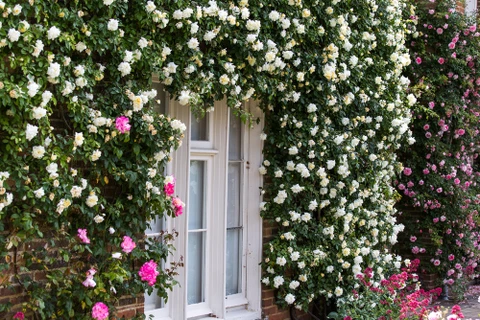 Façade de maison avec porte-fenêtre blanche encadrée par une végétation luxuriante de rosiers grimpants aux fleurs blanches et roses